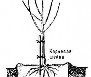 Корневая шейка саженца - схема
